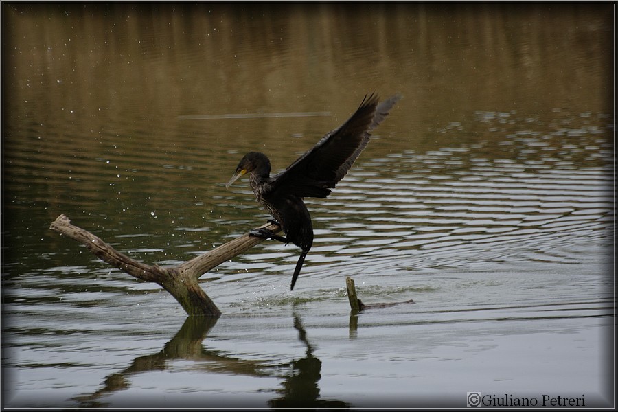 cormorano vs cormorano.